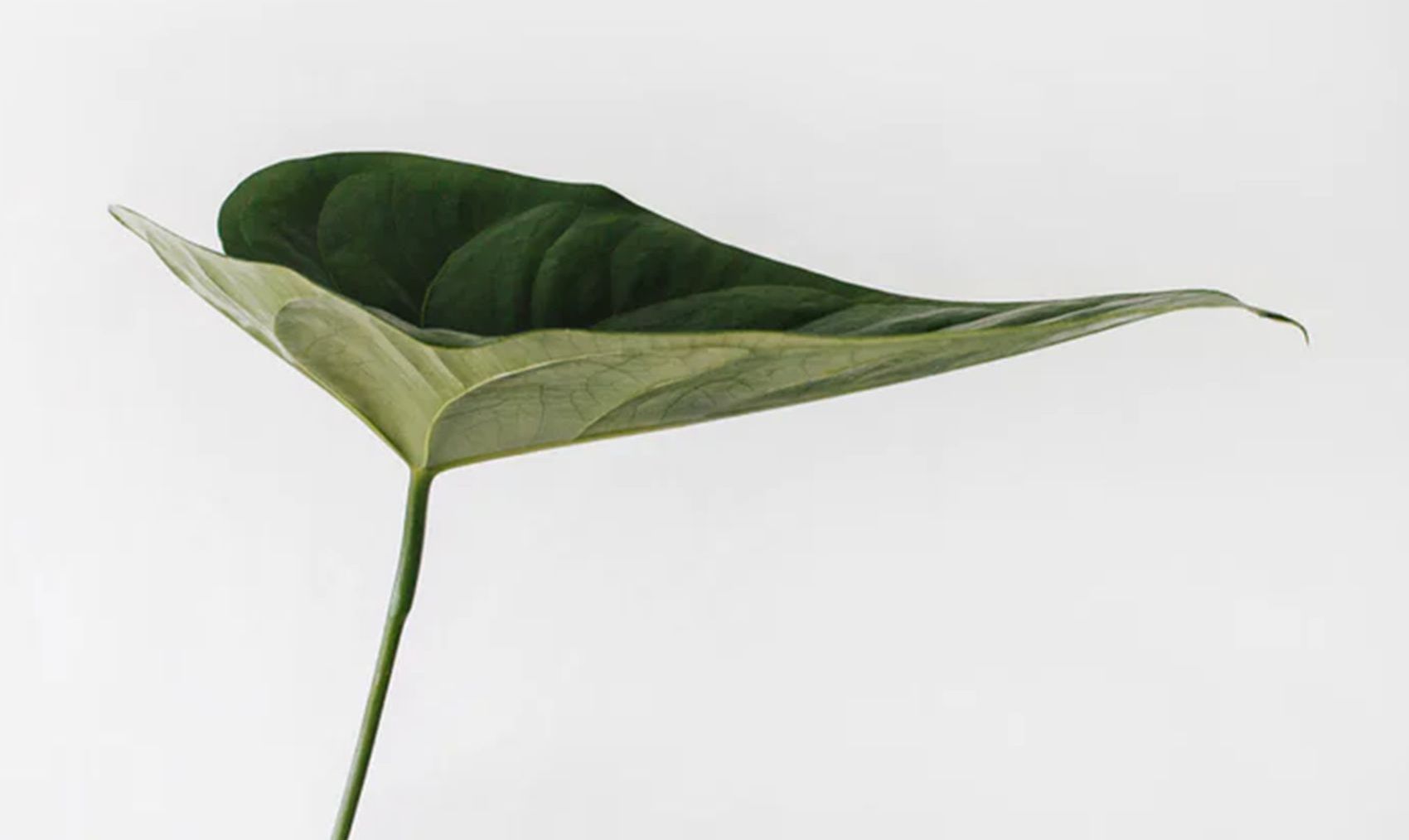 Lorem ipsum dolor sit amet 3